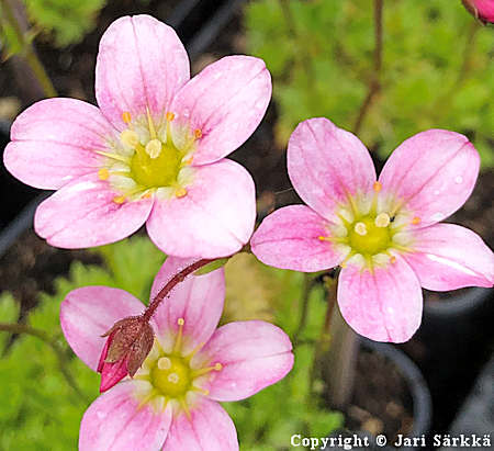 Saxifraga Arendsii-Ryhm 'Winston Churchill', patjarikko